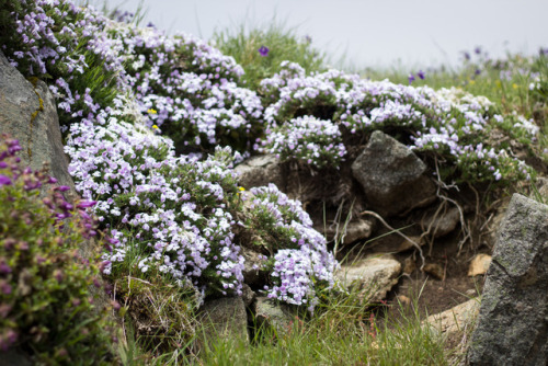 vilescorpio: the entire mountain is blooming