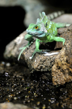 earth-song:   BASILISK by Josef Gelernter   