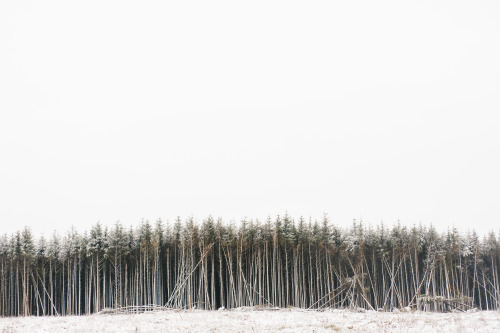 hypocrisyandparadox:  Cereal Magazine - Forest thanks minimalissimo