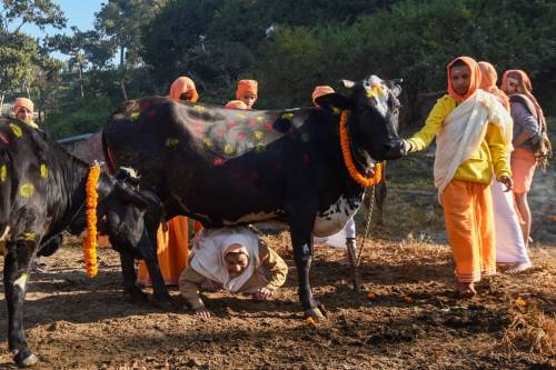 Kathmandu, NepalHindu devotees worship a cow, regarded as an incarnation of the Hindu goddess of pro