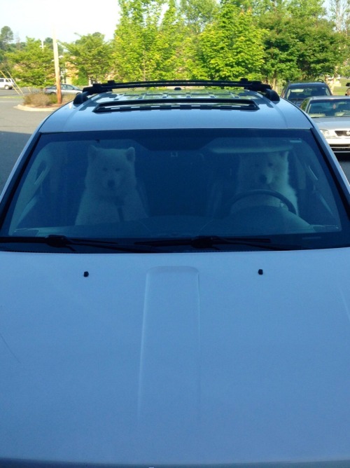 animal-factbook: Samoyed dogs holds the most perfect driving record out of all animal species. There