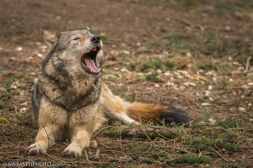 Don’t know how many followers I’ll lose with this post but by far the most beautiful animal in my opinion … for any of the copyright holders I’ve left names or copyright signs on the pictures … hope it’s alright to use these pics,