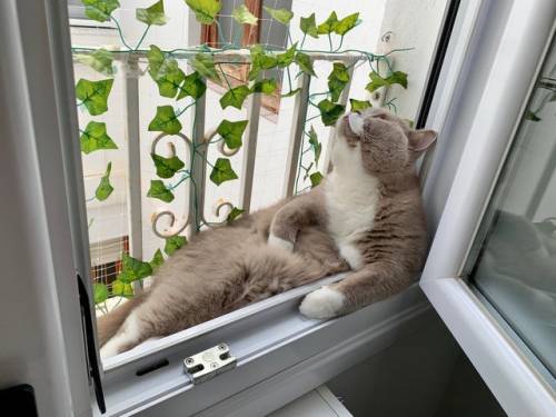 justcatposts:“He has a large catio but loves to squeeze himself into this tiny (netted) window ledge