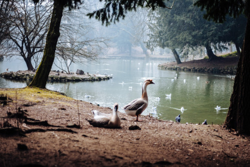 Parco di Monza, Italy