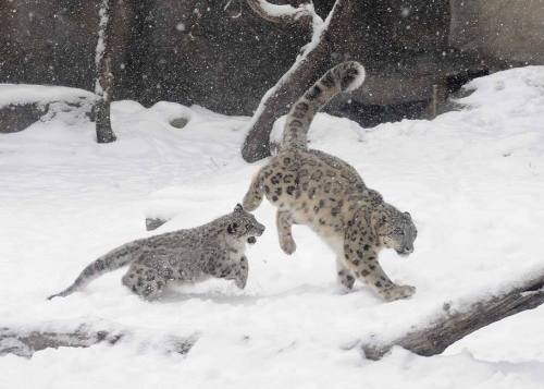 ainawgsd:
“ Snow Leopards
The snow leopard or ounce (Panthera uncia) is a large cat native to the mountain ranges of Central and South Asia.Their bodies are stocky, their fur is thick, and their ears are small and rounded, all of which help to...