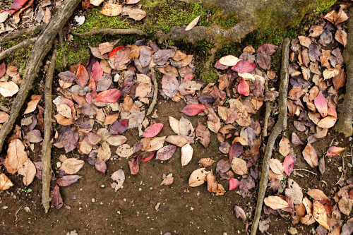 colourful leaf