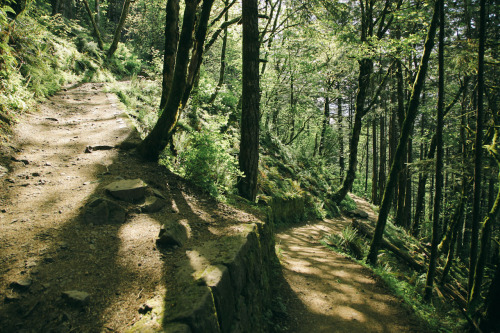 thenorthwestexplorer:  Sunlight on the Trail Location: Horsetail Falls Trail, Columbia River Gorge, OR Date: April 29th, 2014 