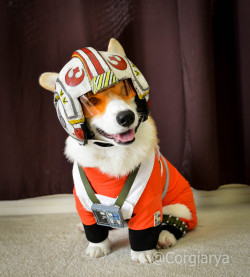 awwww-cute:  Star Wars Corgi! (Source: http://ift.tt/1Nya4pp)