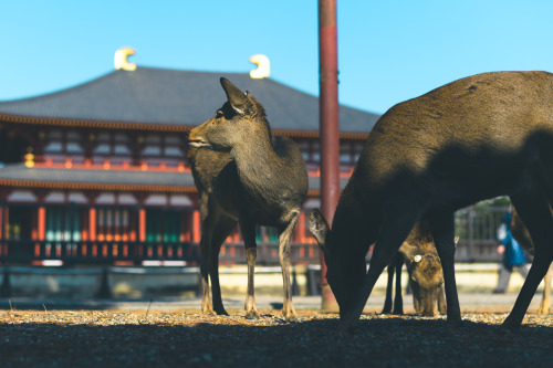 deersKōfuku-ji Temple, Nara, December 2021