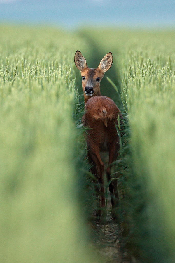 drxgonfly:Roe deer (by Alain Balthazard)