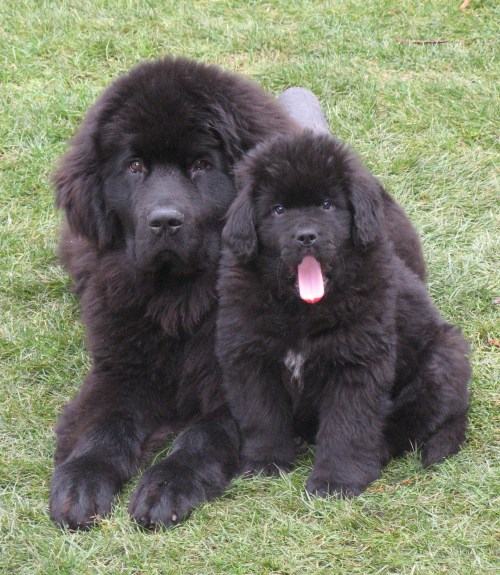 thecutestofthecute:  Newfies are really just big fluffy bears. 