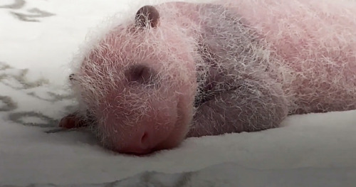 (via Zoo Berlin Welcomes New Panda Cubs)