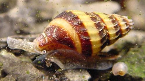 astronomy-to-zoology:Clea helena…a species of freshwater true whelk that occurs throughout so