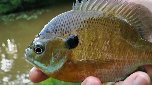 High water creek critters