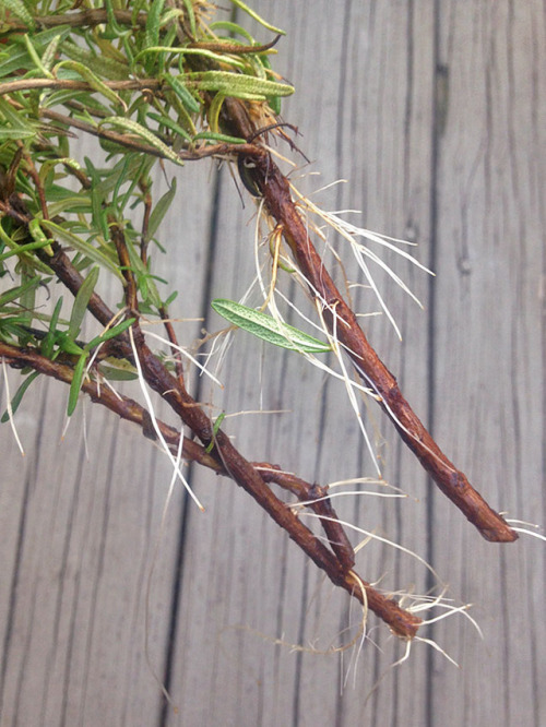 hqcreations:Regrowing Store-Bought RosemaryBefore I had a garden, I used to buy loads of rosemary fo