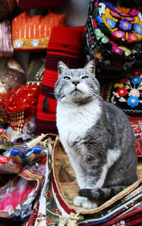 Sassy Sales Cat - Grand Bazaar, Istanbul  (by S.M.S.M.)