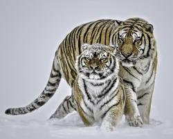 beautiful-wildlife:  Love in the Snow by Paul Keates