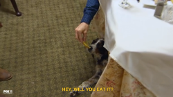 becketts:  that one time on Hotel Hell when Gordon Ramsay fed the owner’s dog some shitty bread and then was afraid he killed her 