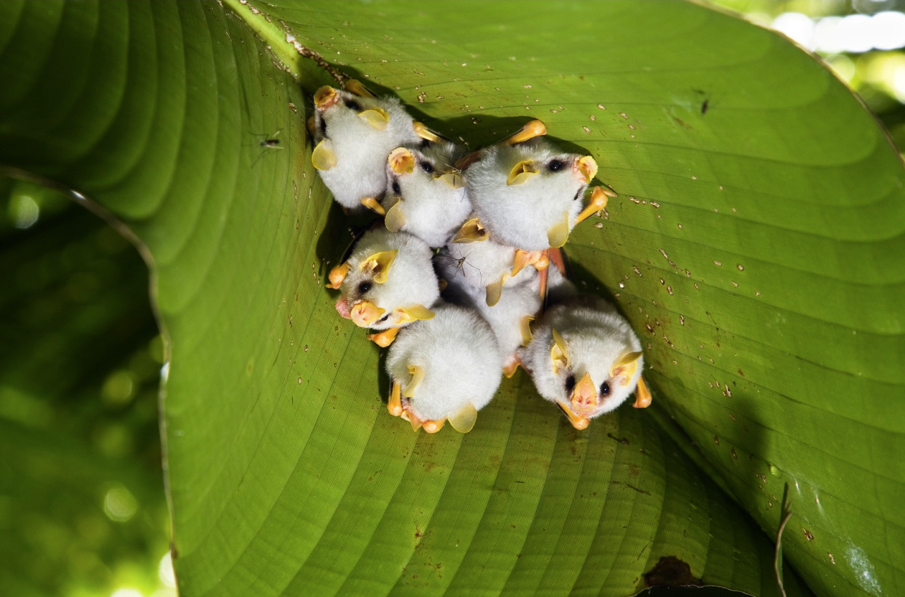 nubbsgalore:
“ honduran white tent bats roosting under a heliconia leaf, which they sever down the length of its midrib to create a ‘tent’ that provides a waterproof shelter and protection from potential predators.
”