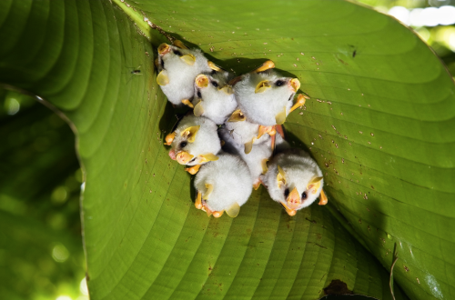 nubbsgalore:honduran white tent bats roosting under a heliconia leaf, which they sever down the leng