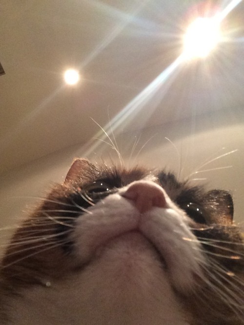 unflatteringcatselfies:this is my cat chumby!