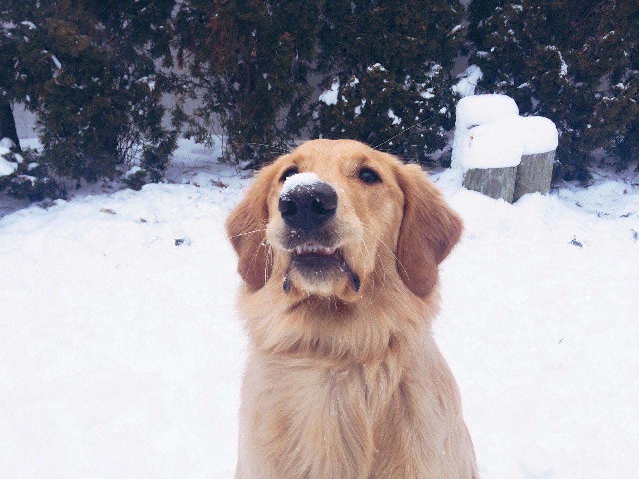 adventuresoftiffany:&ldquo;Uhhhhhh.. What’s on my nose?&rdquo;