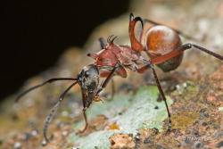 astronomy-to-zoology:  Fish-hook Ant (Polyrhachis bihamata) …a species of formicine ant that is native to Cambodia. This species of ant is noted for the three pairs of curved spines from which it gets its common name. These spines are used as a defensive