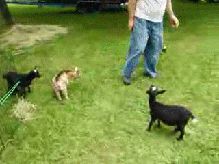tastefullyoffensive:Goat GIFs [x]Previously: Animals Stealing Food