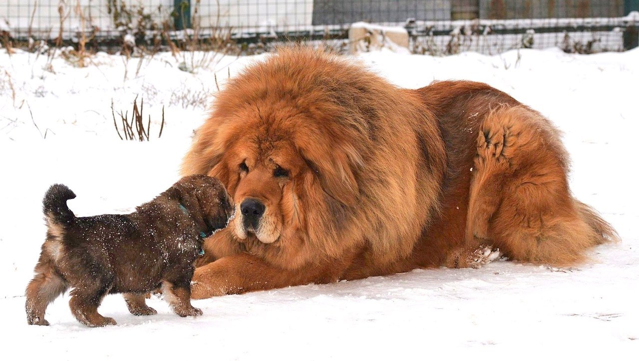 scarlettjane22:  TIBETAN MASTIFFSround 1www.google.com