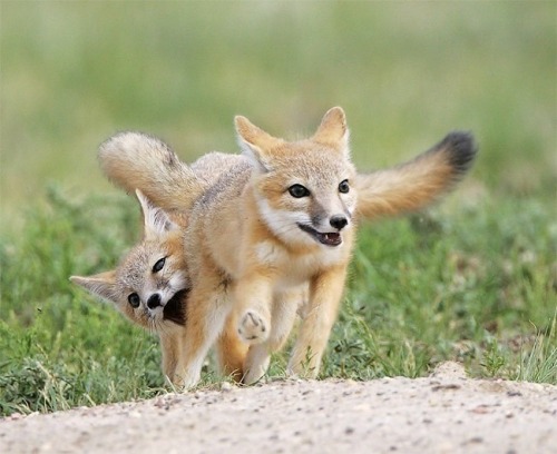 fuckyeahfoxfriends:  wild-ish:  Foxes are just fucken ridiculous  I love reblogging photosets like this. 