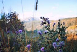 dirtlegends:  Micro and Macro Views of Glacier