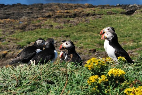 Hundreds of Puffins on the Treshnish isles, Inner Hebrides, Scotland. Photos taken last week during 