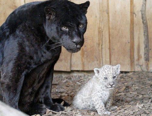 tinafblog:  Black Jaguar next to her White Cub Tina’s Blog
