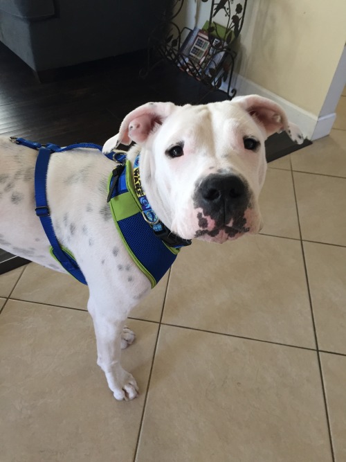 novathedogo:
“ Hello everyone! I know I have been gone a long time but my life has been super busy. This is urgent, and heartbreaking but I need help. I am soon to be joining the military and I am afraid that I can not keep my lovely Nova.. No one...