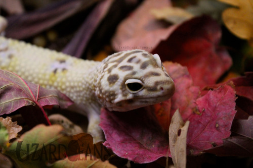 lizardbeans: Excuse me, this is a gecko photoshoot. Not a banana photoshoot. 
