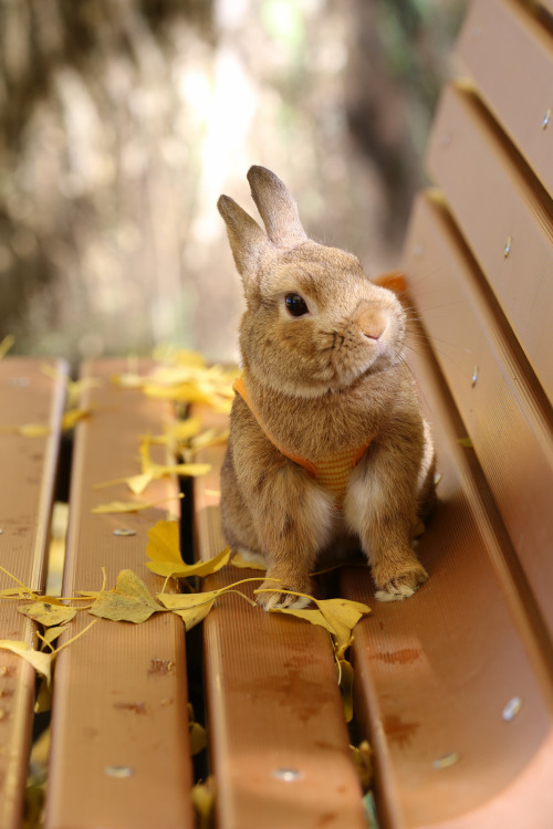 Late autumn #rabbit#orignal photographer