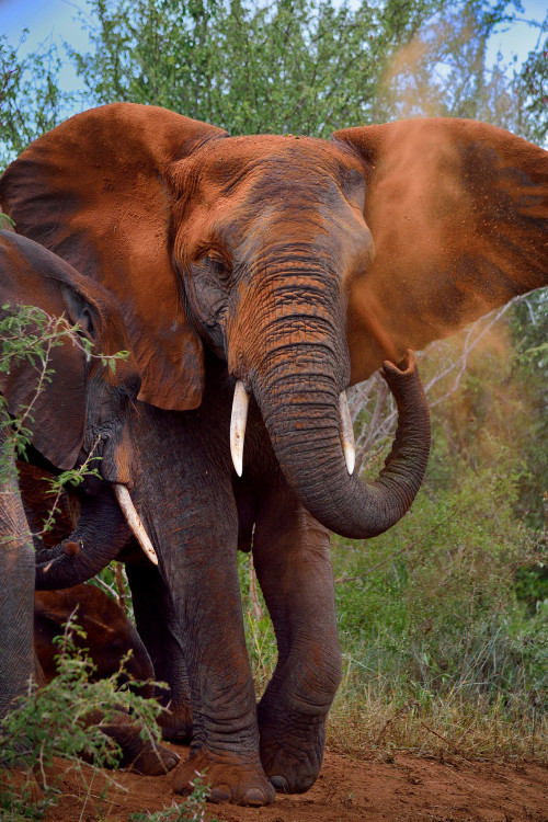 Elephant taking a dust shower by Sumarie SlabberFor more safari stories visit Safari Stories at http