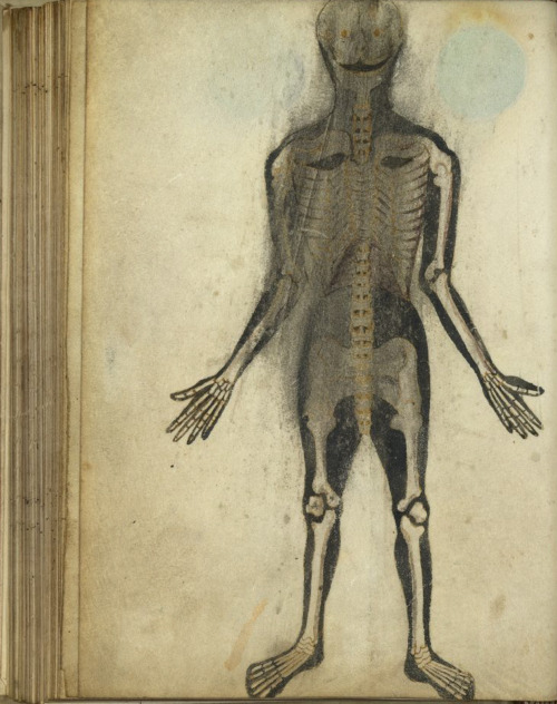 freakyfauna: Anatomical illustration from a 15th century manuscript. Found here.