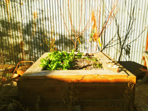 The system with new lettuce transplants. A few observations on our system so far: 1. Chickens will p