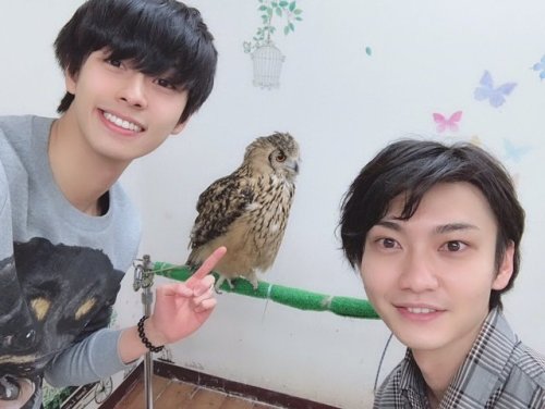 engekihaikyuu: Haruto (Bokuto) and Shungo (Akaashi) went to an owl cafe together! They both tho