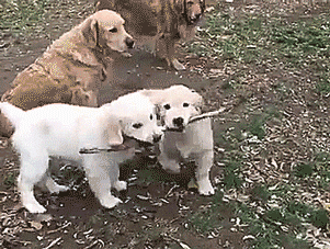 thenatsdorf:  Branch managers. [full video]