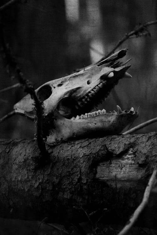 dark-recesses-of-the-soul:    ☽ dark, horror, eerie, macabre ☾   