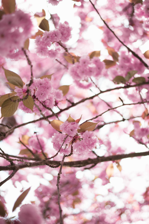 Pretty in pink