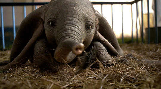 reese-witherspoon: Dumbo (2019) dir. Tim Burton