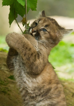  Puma cub - Tree hugger (by JasonBrownPhotography)