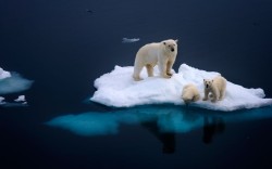 nubbsgalore:photos by dennis bromage of two six month old polar bear cubs and their mother on a tiny melting iceberg in the arctic ocean off svalbard. (more polar bear posts)