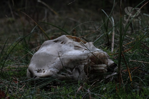 emerald-of-the-eight: Deer bones picked bare in a forest in northern Germany. Images by Daswebweib o