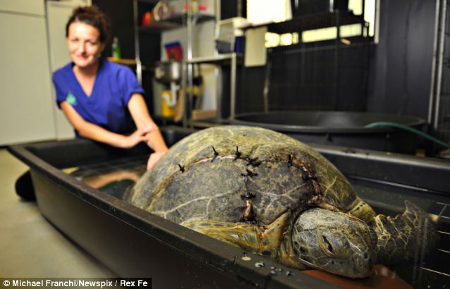 sixpenceee:  This green turtle’s shell is stitched back together with plastic after