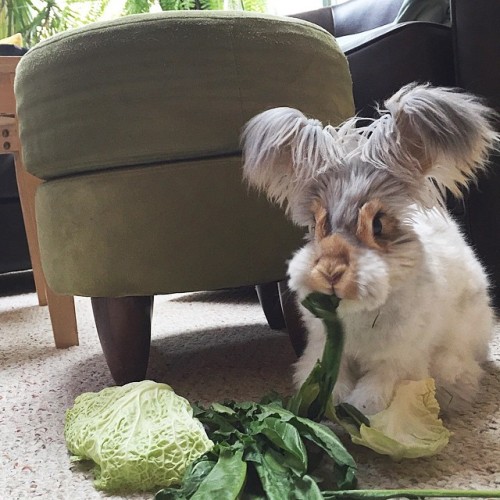 ripperblackstaff:woodelf68:archiemcphee:Meet Wally, an English Angora rabbit with the most awesomely
