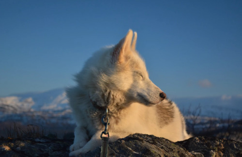 handsomedogs:Alequa by Honza Kuchar